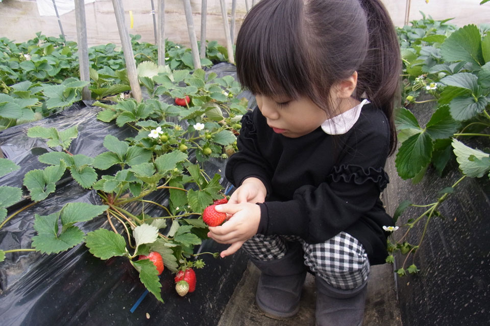 ちご狩り